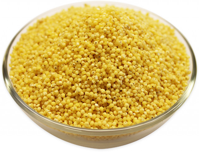 buy white millet grain in bulk